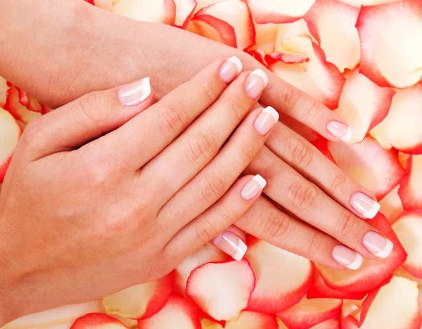 Manicure francês e rosa vermelha — Fotografia de Stock