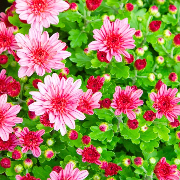 Beautiful background of flowers — Stock Photo, Image