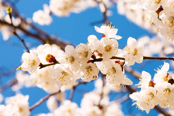 Portrait de bel arbre en fleurs . — Photo