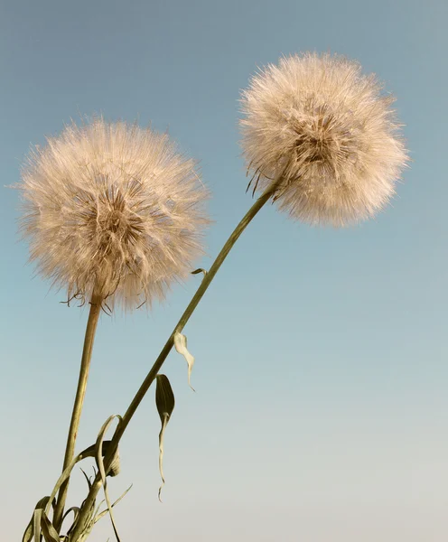 Beautiful background with flowers wallpaper — Stock Photo, Image