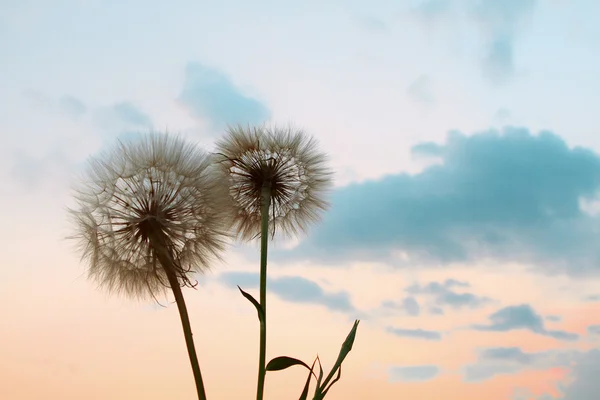 Mooie achtergrond met bloemen behang — Stockfoto