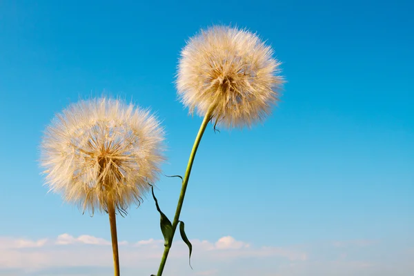 Beautiful background with flowers wallpaper — Stock Photo, Image