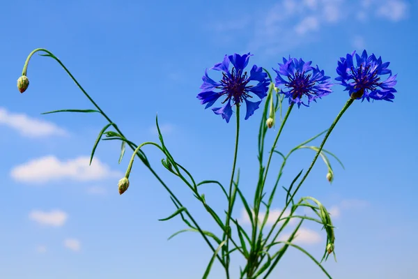 Beautiful background with flowers wallpaper — Stock Photo, Image