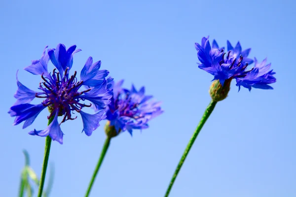 美丽背景与鲜花桌面壁纸 — 图库照片