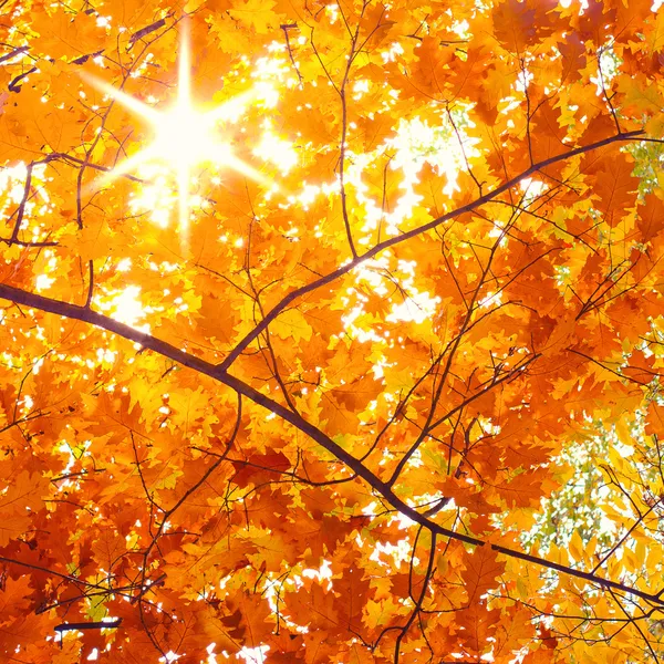 가을 풍경 스톡 이미지