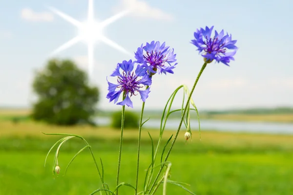 Summer landscape flowers on the field. — Stock Photo, Image