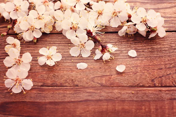 Blommande gren med vita fina blommor på träytan. — Stockfoto