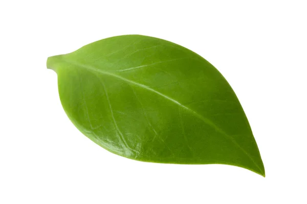 Hoja Verde Aislada Sobre Fondo Blanco — Foto de Stock