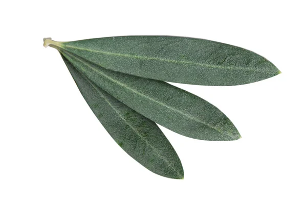 Frische Olivenzweigblätter Isoliert Auf Weißem Hintergrund Nahaufnahme — Stockfoto