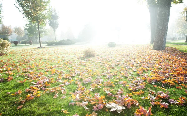 Autumn Landscape Fallen Bright Leaves Park — Fotografia de Stock