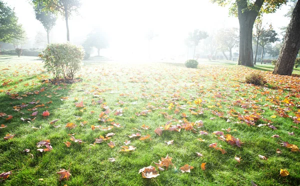 Autumn Landscape Fallen Bright Leaves Park — Fotografia de Stock