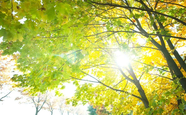 Bright Leaves Trees Park Autumn Autumn Landscape — стоковое фото