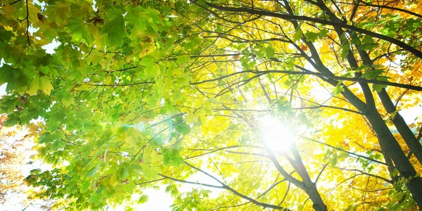 Яркие Листья Деревьях Парке Осенью Осенний Пейзаж Размытая Подсветка Фона — стоковое фото