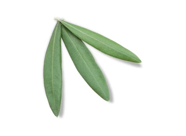 Frische Olivenzweigblätter Isoliert Auf Weißem Hintergrund Nahaufnahme — Stockfoto