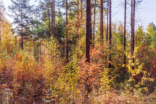 Сонячний День Осінній Лісовий Пейзаж Пофарбованим Осіннім Листям Деревах Землі — стокове фото