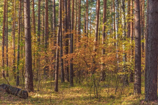 Einem Sonnigen Tag Herbstliche Waldlandschaft Mit Vergilbtem Herbstlaub Bäumen Und — Stockfoto