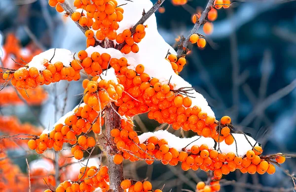 雪中沙棘浆果的壮丽景色 — 图库照片