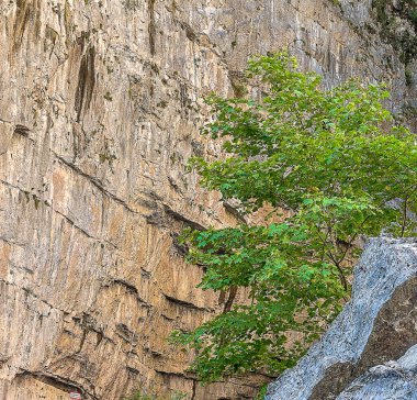 Abhazya dağlarında deniz seviyesinden 1000 metre yükseklikte, birçok farklı türde ağaç yetiştirerek ormanlar oluşturur..