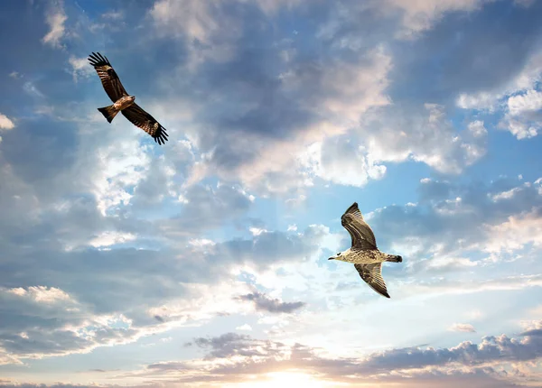 Black Kite Seagull Blue Sky White Clouds Summer Day — Stock Photo, Image