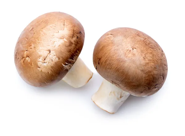 两种生蘑菇 在白色背景上分离 图库图片