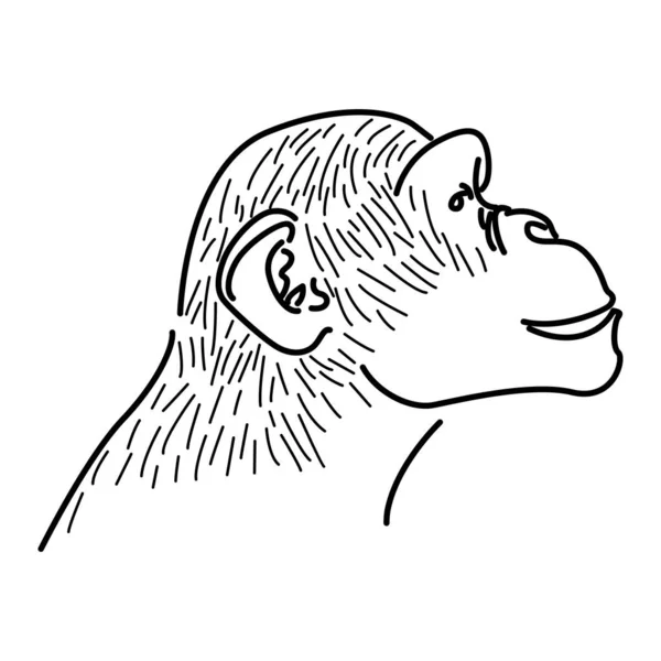 Monkey vector sketch character illustration