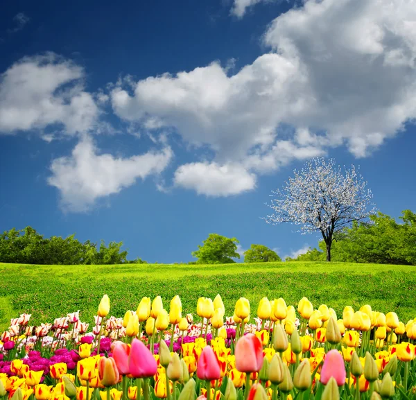 Belo campo de primavera Fotos De Bancos De Imagens