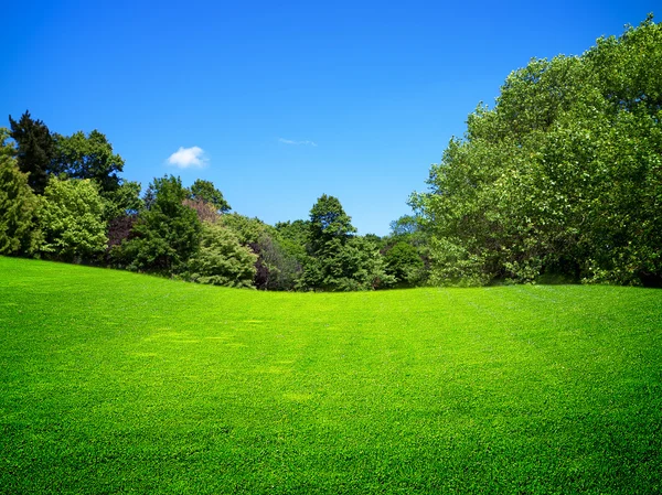 绿色的原野 — 图库照片