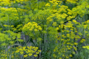 Taze dereotu (Anethum graveolens) sebze yatağında yetişir. Yıllık bitki, Apiaceae ailesi. Taze otlar yetiştiriyoruz. Bahçedeki yeşil bitkiler, sağlıklı gıda konsepti üretmek için ekolojik tarım