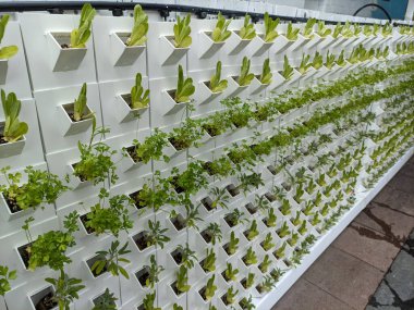 herbs and leafy greens in hanging in a vertical green veggie garden wall