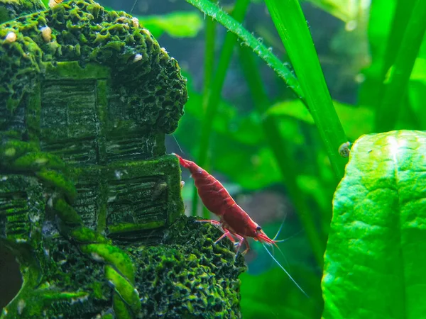 Red Baby Japanese Shrimp Tropical Fish Tank Imágenes de stock libres de derechos