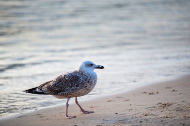 Sahilde yakın çekim görüntüsünde martı.