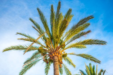 Hurma ağaçları, doğal bitkiler ve yapraklar.