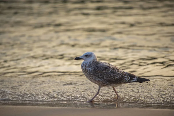 Seagull Beach Close View — Stock Photo, Image