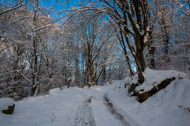 Ormanda kış. Güzel manzara