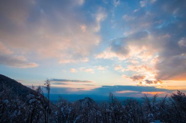 Ormanda kış. Güzel manzara