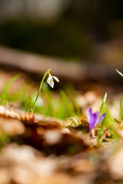 Ormanda güzel bahar çiçek