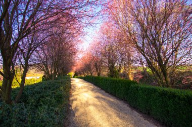 Ağaçlı güzel bir bahar parkı. 