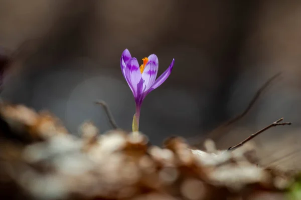 Piękna Wiosna Kwiat Lesie — Zdjęcie stockowe