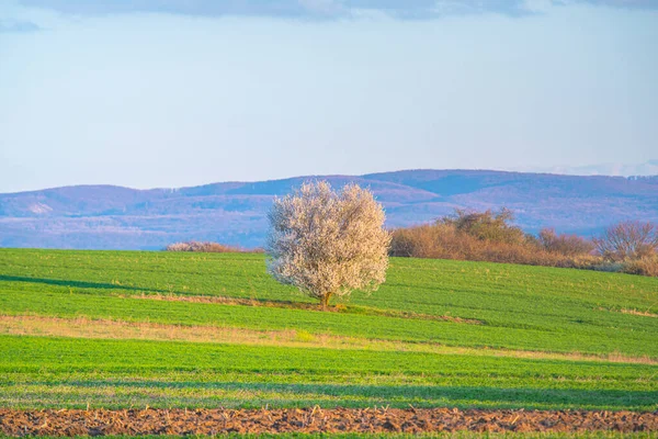 Krásná Krajina Stromem Polem — Stock fotografie