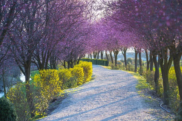 Bahçede Açan Güzel Bahar Ağaçları — Stok fotoğraf