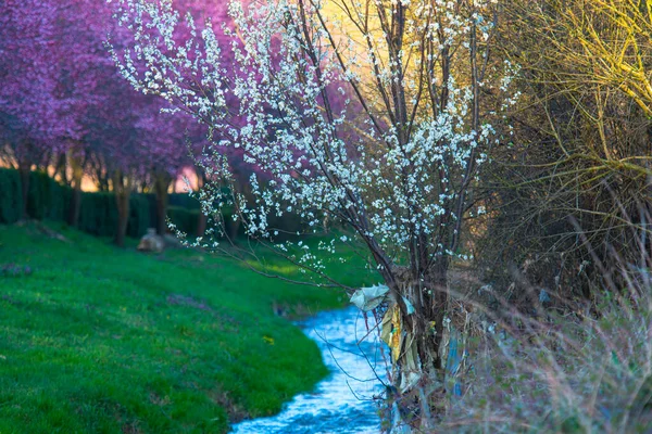 Beautiful Spring Park Trees — Stock Photo, Image