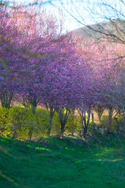 Красивый Весенний Парк Деревьями — стоковое фото