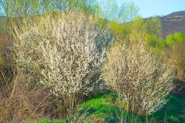 Schön Blühende Frühlingsbäume Garten — Stockfoto