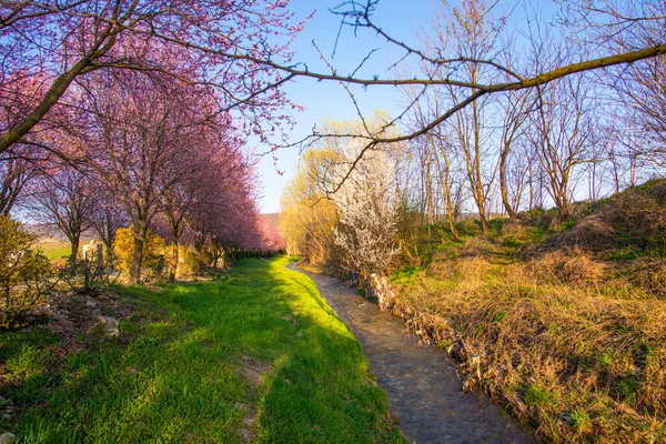 Ağaçlı güzel bir bahar parkı. 