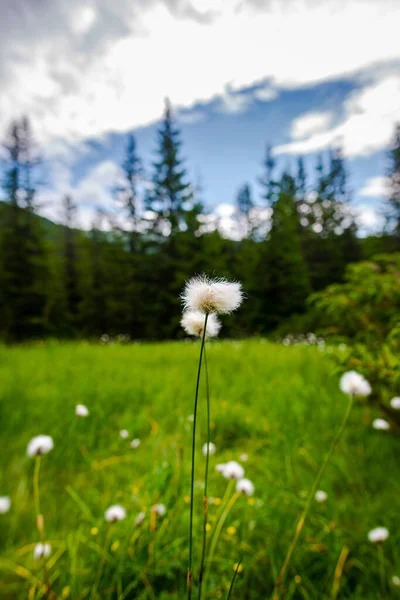 Krásné Květiny Horách — Stock fotografie