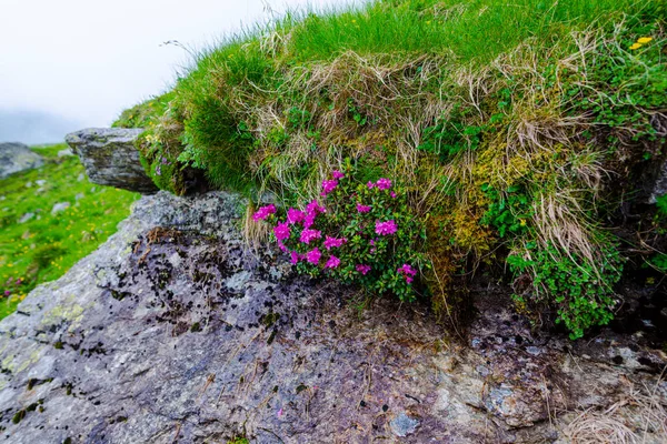 Belles Fleurs Dans Les Montagnes — Photo