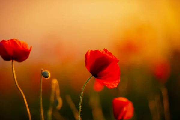 Amapolas Rojas Sobre Fondo Prado Verde —  Fotos de Stock