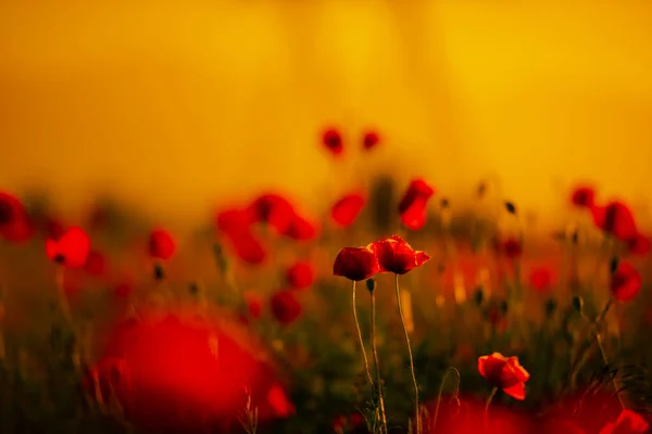 Amapolas Rojas Sobre Fondo Prado Verde — Foto de Stock