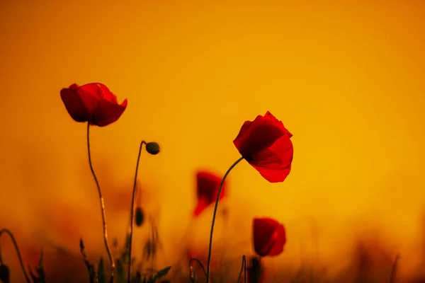 Amapolas Rojas Sobre Fondo Prado Verde —  Fotos de Stock