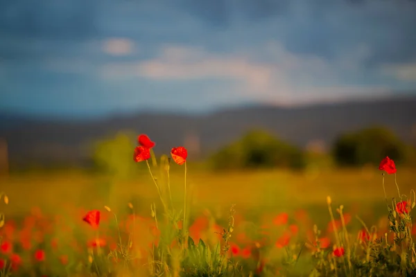 Vörös Mák Virágok Területen — Stock Fotó